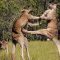 The Greatest Fights In The Animal Kingdom | Top 5 | BBC Earth