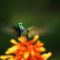 The hidden beauty of pollination – Louie Schwartzberg