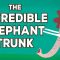 The incredible, bendable, twistable, expandable elephant trunk – Chase LaDue & Bruce A. Schulte