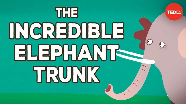 The incredible, bendable, twistable, expandable elephant trunk – Chase LaDue & Bruce A. Schulte