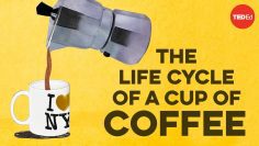 The life cycle of a cup of coffee – A.J. Jacobs