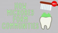 The microbial jungles all over the place (and you) – Scott Chimileski and Roberto Kolter