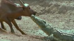 The Nile Crocodile vs Buffalo | Wild Africa | 英国广播公司地球