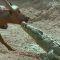 The Nile Crocodile vs Buffalo | Wild Africa | BBC Earth