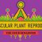 The Reproductive Lives of Nonvascular Plants: Alternation of Generations – Crash Course Biology #36