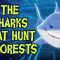 The sharks that hunt in forests – Luka Seamus Wright