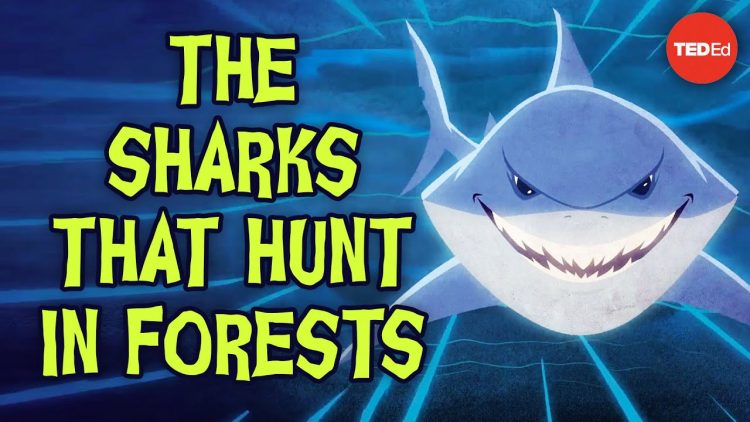 The sharks that hunt in forests – Luka Seamus Wright