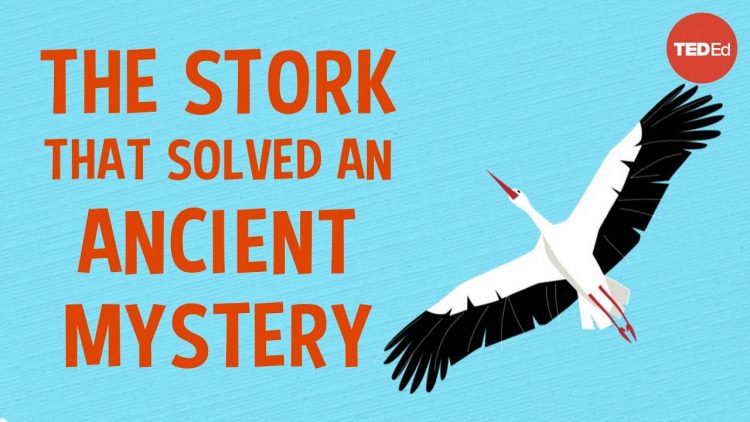 The spear-wielding stork who revolutionized science – Lucy Cooke