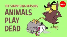 The surprising reasons animals play dead – Tierney Thys