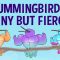 The surprising secrets of hummingbird flight – Kristiina J. Hurme and Alejandro Rico-Guevara