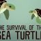 The Survival of the Sea Turtle