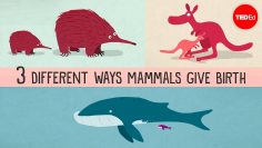 The three different ways mammals give birth – Kate Slabosky