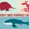 The three different ways mammals give birth – Kate Slabosky