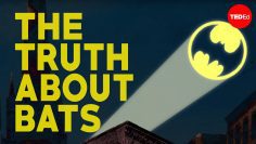 The truth about bats – Amy Wray