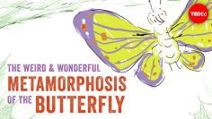 The weird and wonderful metamorphosis of the butterfly – Franziska Bauer