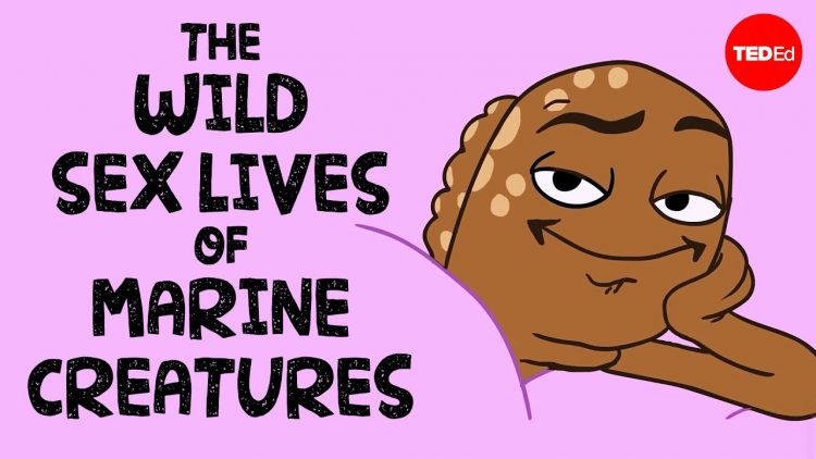 The wild sex lives of marine creatures – Luka Seamus Wright