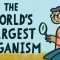 The world’s largest organism – Alex Rosenthal