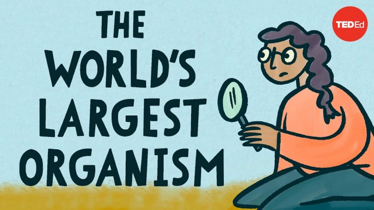 The world’s largest organism – Alex Rosenthal