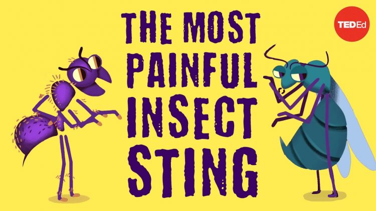 The world’s most painful insect sting – Justin Schmidt