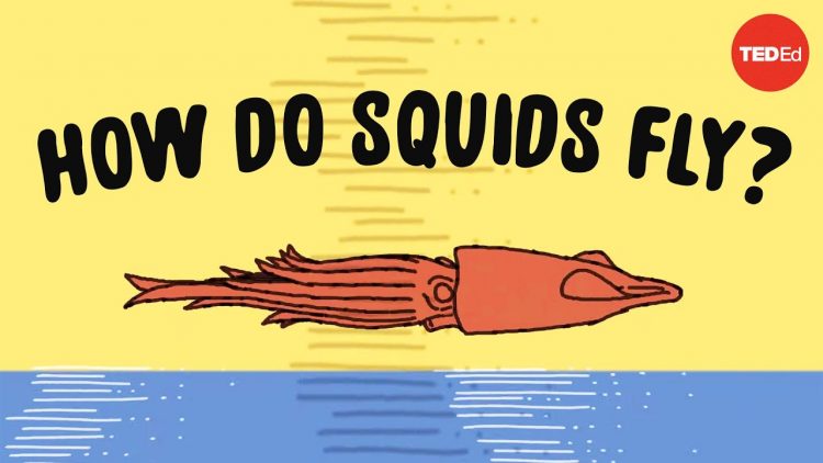 These squids can fly… no, really – Robert Siddall