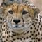 Three Cheetahs Vs Ostrich | Life | BBC Earth