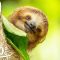 Three-Toed Sloth Survives 6m Fall From The Treetops | VR 360 | Seven Worlds, One Planet