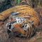 Tiger Grieves Her Dead Mate | BBC Earth