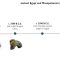 Tiny timelines: ancient Egypt and Mesopotamia in a global context, 5th-3rd millennia B.C.E.