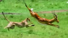 Triumph of the Herbivores | Prey Escapes Predator | Life of Mammals | Archive by Category "場景體驗