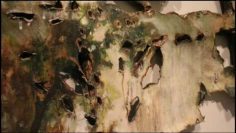 Valerie Hegarty: Fallen Bierstadt