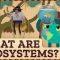 What Are Ecosystems? Crash Course Geography #15