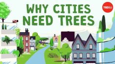 What happens if you cut down all of a citys trees? – 斯蒂芬·艾爾