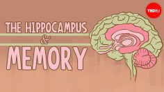 What happens when you remove the hippocampus? – Sam Kean