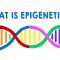 What is epigenetics? – Carlos Guerrero-Bosagna