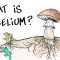 What is Mushroom Mycelium?