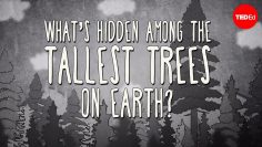 Whats hidden among the tallest trees on Earth? – 溫德爾·大城