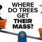 Where Do Trees Get Their Mass?