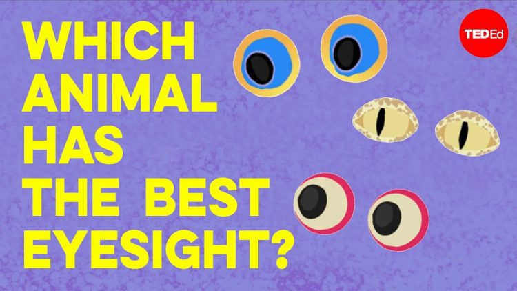 Which animal has the best eyesight? – Thomas W. Cronin