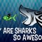 Why are sharks so awesome? – Tierney Thys