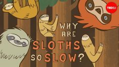 Why are sloths so slow? – 肯尼·庫根