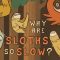 Why are sloths so slow? – Kenny Coogan