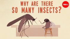 Why are there so many insects? – Murry Gans