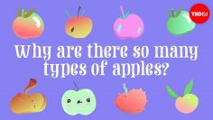 Why are there so many types of apples? – Theresa Doud