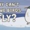 Why can’t some birds fly? –  Gillian Gibb