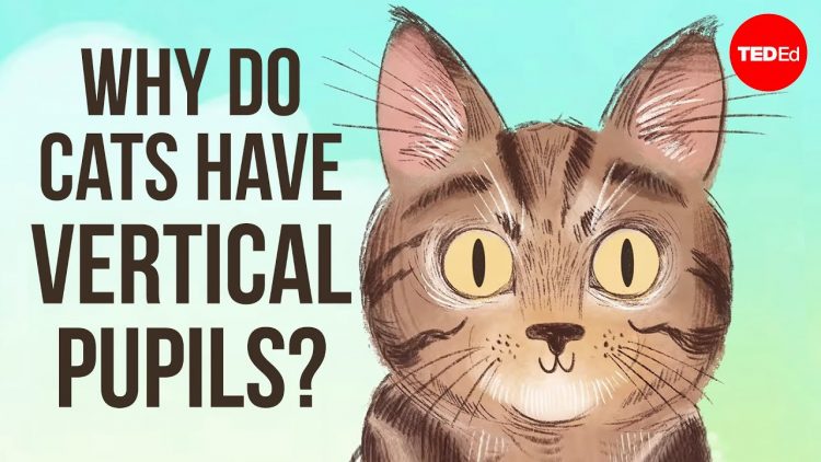 Why do cats have vertical pupils? – Emma Bryce