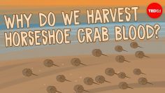 Why do we harvest horseshoe crab blood? – Elizabeth Cox