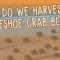 Why do we harvest horseshoe crab blood? – Elizabeth Cox