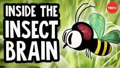 Why the insect brain is so incredible – Anna Stöckl