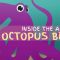 Why the octopus brain is so extraordinary – Cláudio L. Guerra