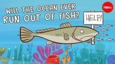 Will the ocean ever run out of fish? – Ayana Elizabeth Johnson and Jennifer Jacquet